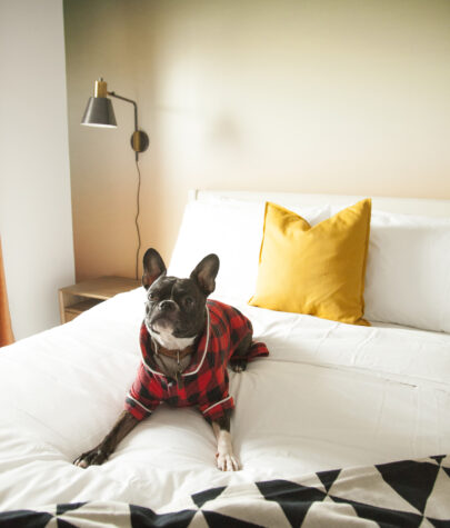 Boston Terrier, Frank, lounging on a queen size bed in a Laundry Room suite in Waterloo
